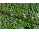 Silene keiskei Silky Pink