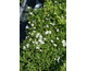 Silene keiskei Silky White