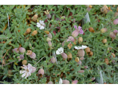 Silene uniflora