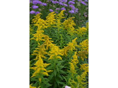 Solidago