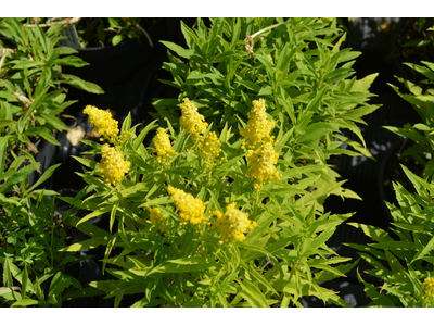 Solidago canadensis