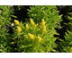 Solidago canadensis