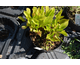 Solidago glomerata