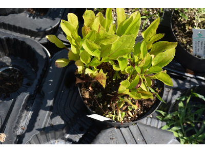Solidago glomerata