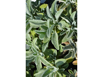 Stachys byzantina