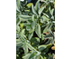 Stachys byzantina Furby