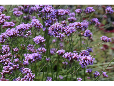 Verbena bonariensis