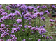 Verbena bonariensis