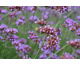 Verbena bonariensis Bonnie Blue