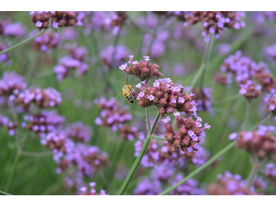 Verbena bonariensis