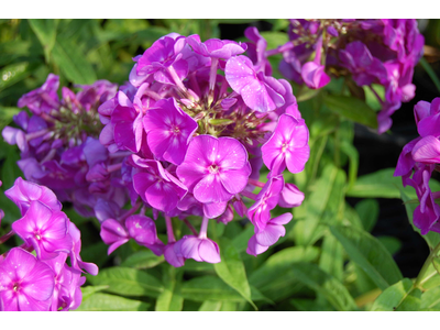 Phlox paniculata