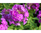 Phlox paniculata Purple Kiss ®