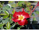 Rosa Everglow Ruby