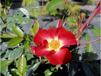 Rosa