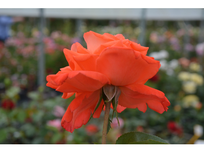 Rosa