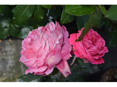 Rosa
