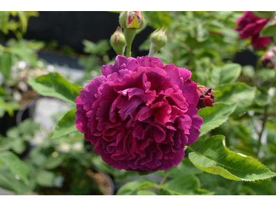 Rosa