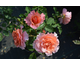 Rosa Alibaba