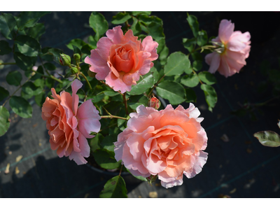 Rosa