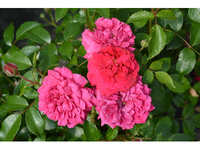 Rosa