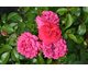 Rosa Alliance