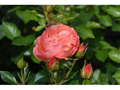 Rosa