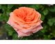 Rosa Amour de Molene