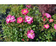 Rosa Andromeda