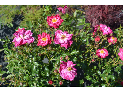 Rosa
