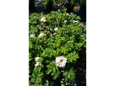 Rosa rugosa