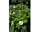 Rosa rugosa Angelia White