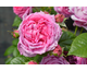 Rosa Anuschka