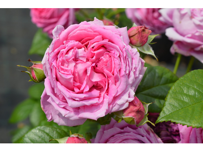 Rosa