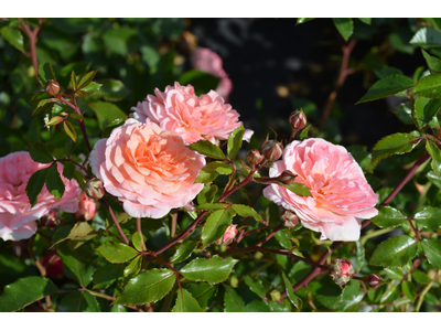 Rosa