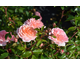 Rosa Apricot Drift