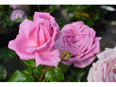 Rosa
