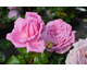 Rosa Aroma