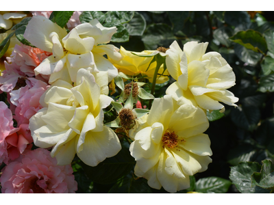 Rosa