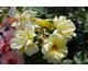 Rosa Arthur Bell