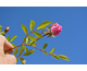 Rosa banksiae Rosea