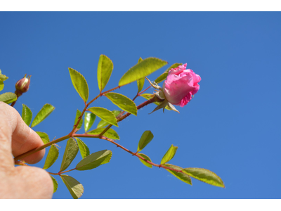 Rosa banksiae