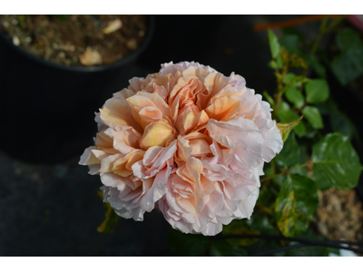 Rosa