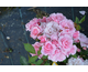 Rosa Berenice