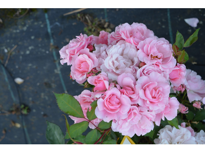 Rosa