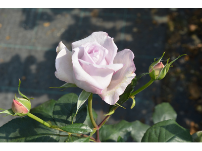 Rosa