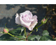 Rosa Bering Renaissance