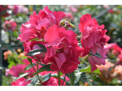 Rosa