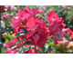 Rosa Blutenrhein