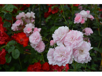 Rosa