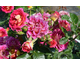 Rosa Brera